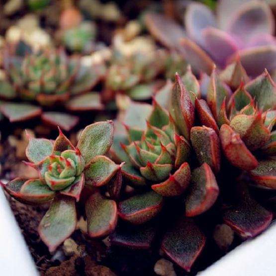 缓苗期间 多肉化水的叶子要摘掉吗