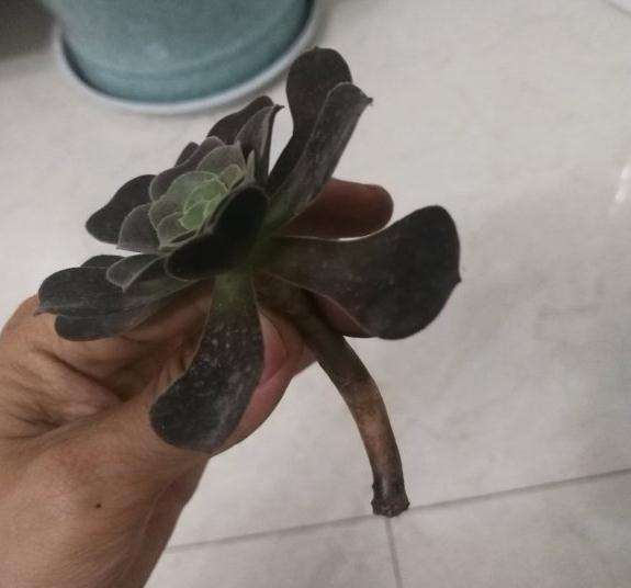 夏天法师多肉砍头苗一直没发根