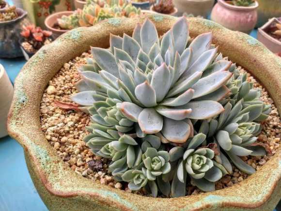 为什么夏季是多肉白粉病的高发季节