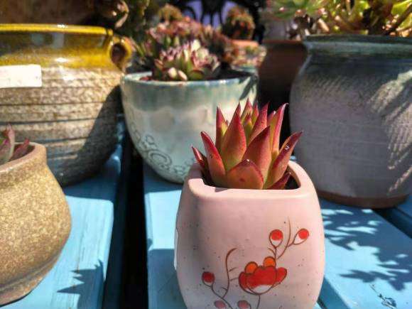 为什么夏季是多肉白粉病的高发季节