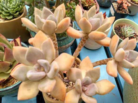 为什么夏季是多肉白粉病的高发季节