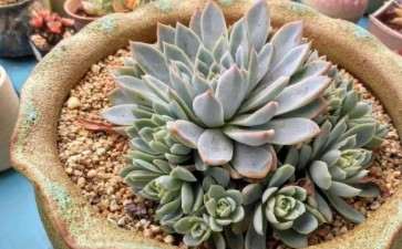 为什么夏季是多肉白粉病的高发季节