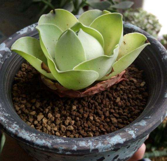 夏天买的鸡蛋玫瑰多肉要醒了