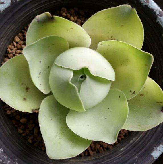 夏天买的鸡蛋玫瑰多肉要醒了