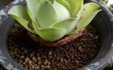 夏天买的鸡蛋玫瑰多肉要醒了 图片