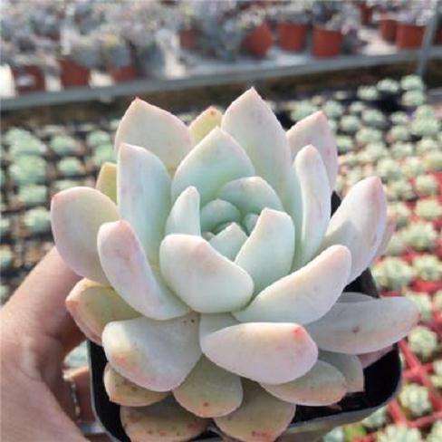 雪莲多肉 夏型种 所以夏天皮实 但不耐寒