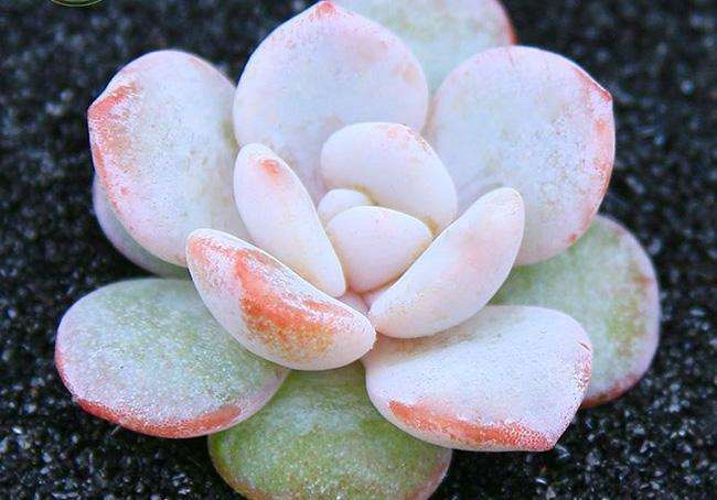 雪莲多肉 夏型种 所以夏天皮实 但不耐寒