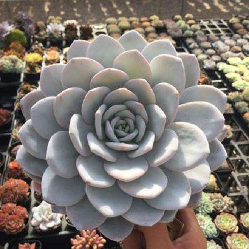 雪莲多肉 夏型种 所以夏天皮实 但不耐寒