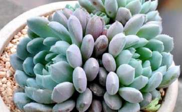 夏天必死名单 小蓝衣多肉 图片