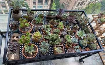 为什么广东都建议不要夏天入坑