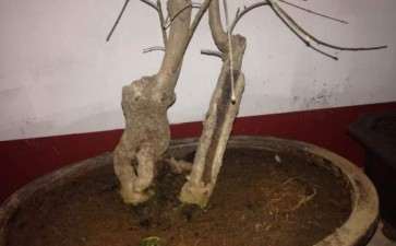 小下山桩一颗想靠接老金桂花可以吗