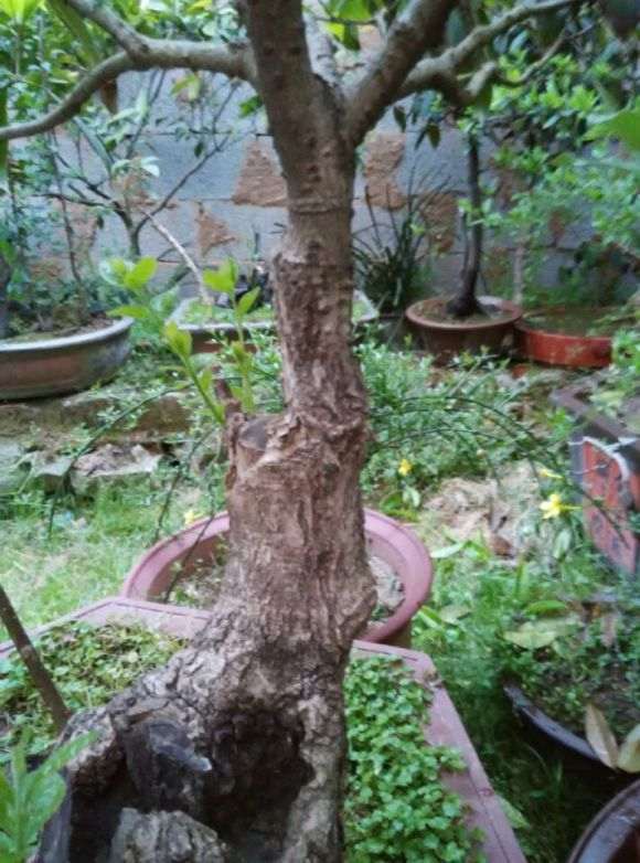 桂花和流苏下山桩都发芽了 要抹掉吗