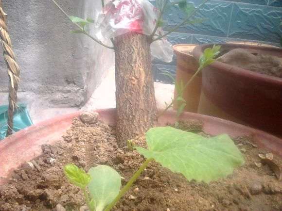 桂花下山桩发芽了 什么时候能靠接