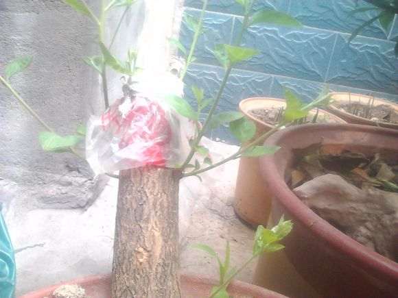 桂花下山桩发芽了 什么时候能靠接