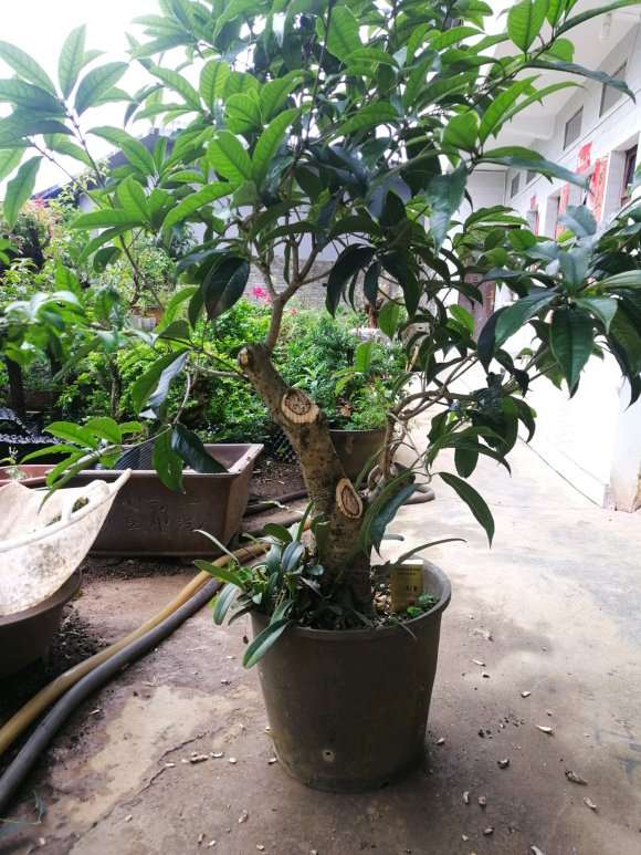 广东下山桩嫁接什么桂花下山桩