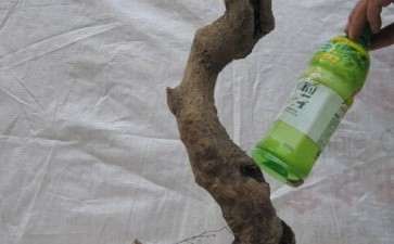 这个桂花下山桩的嫁接部位 对吗 图片