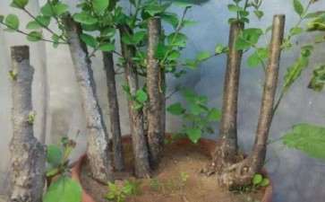 老师好 帮忙看看这桂花下山桩怎么