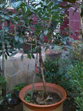 为什么老桩都嫁接丹桂花下山桩