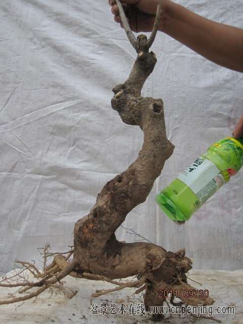 为什么老桩都嫁接丹桂花下山桩