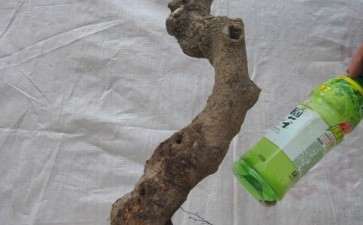 为什么老桩都嫁接丹桂花下山桩 图片