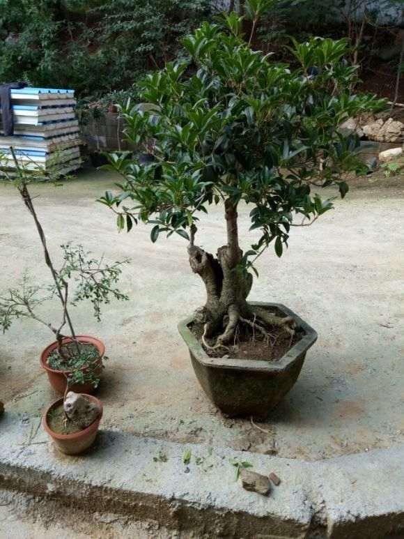 青州大集桂花下山桩 估计400元