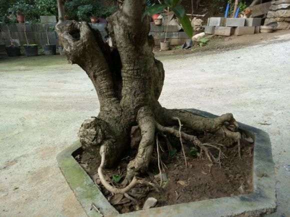 青州大集桂花下山桩 估计400元