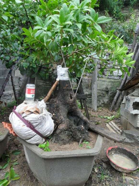 刚嫁接的流苏下山桩 怎么样