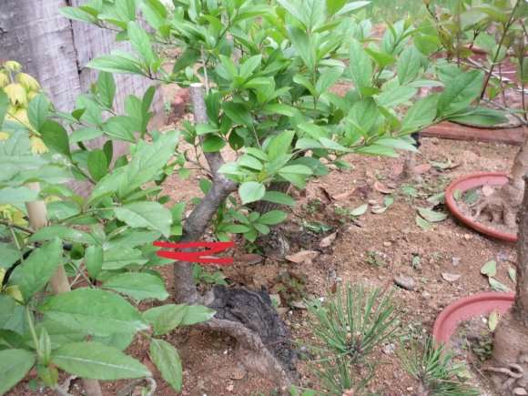 这棵桂花下山桩该怎么取舍