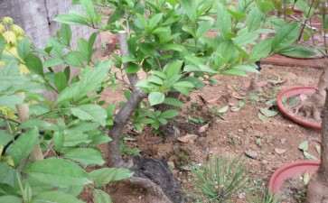 这棵桂花下山桩该怎么取舍 图片