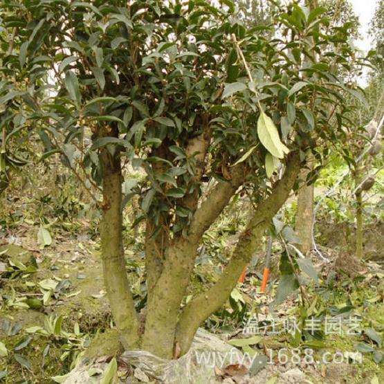 野生金桂花下山桩怎么样