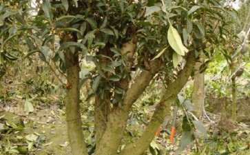 野生金桂花下山桩可以吗