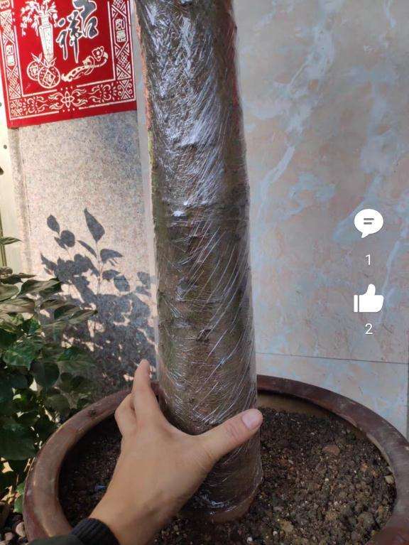 10cm粗的桂花下山桩