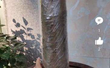 10cm粗的桂花下山桩 用多大花盆