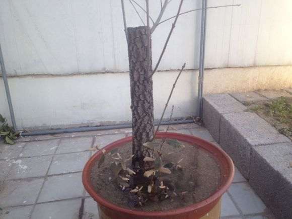 这个桂花直下山桩怎嫁接好