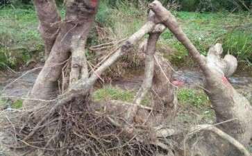 桂花下山桩上盆 怎么处理大根的方法