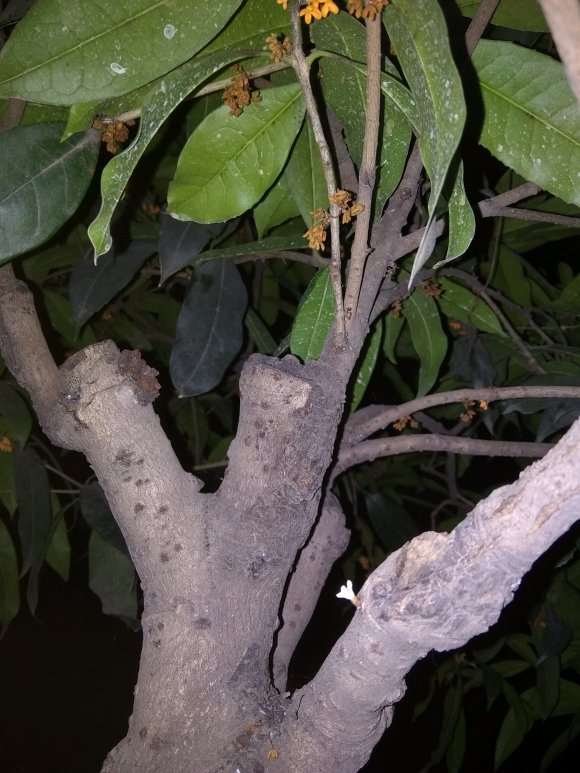 桂花下山桩上盆 怎么处理大根的方法