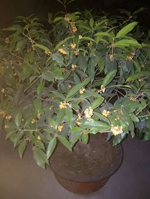 桂花下山桩上盆 怎么处理大根的方法