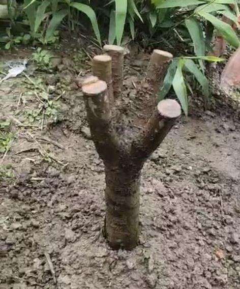 经历了一个月 桂花下山桩活了