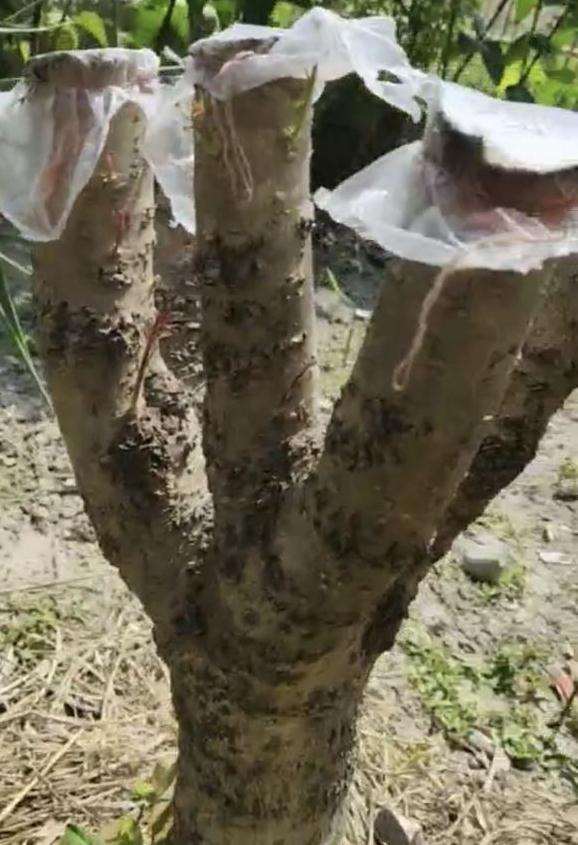 经历了一个月 桂花下山桩活了