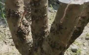 经历了一个月 桂花下山桩活了 图片