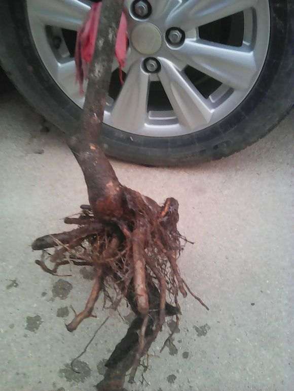 怎么养流苏下山桩的4个注意事项