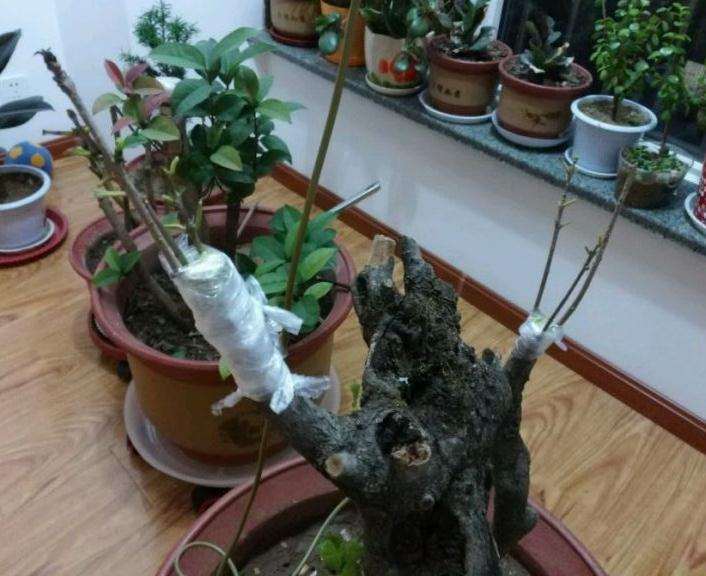 怎么养流苏下山桩的4个注意事项