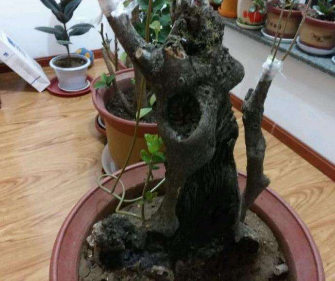 怎么养流苏下山桩的4个注意事项