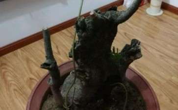 怎么养流苏下山桩的4个注意事项