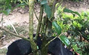 10公分桂花下山桩用多大的花盆最好