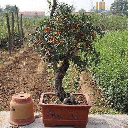 怎样确定截下山桩的高度