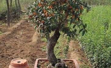 怎样确定截下山桩的高度 图片