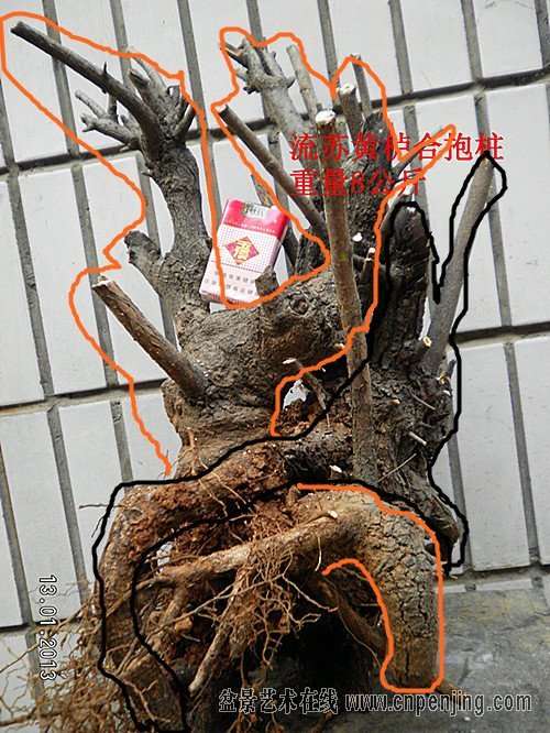 流苏下山桩的现状 对比图