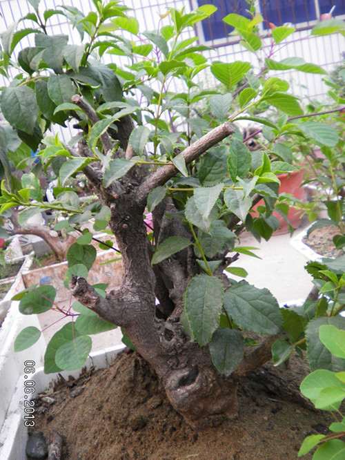 流苏下山桩的现状 对比图