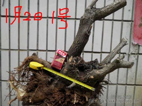 流苏下山桩的现状 对比图